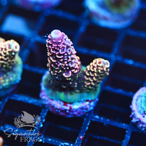 Purple Tip Rainbow Spath