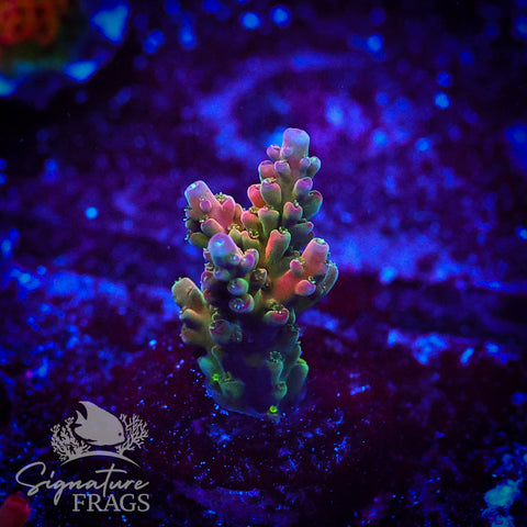 Signature's Rainbow
