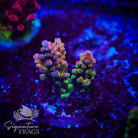 Signature's Rainbow