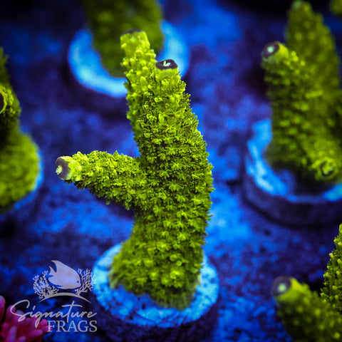 Bali Slimer