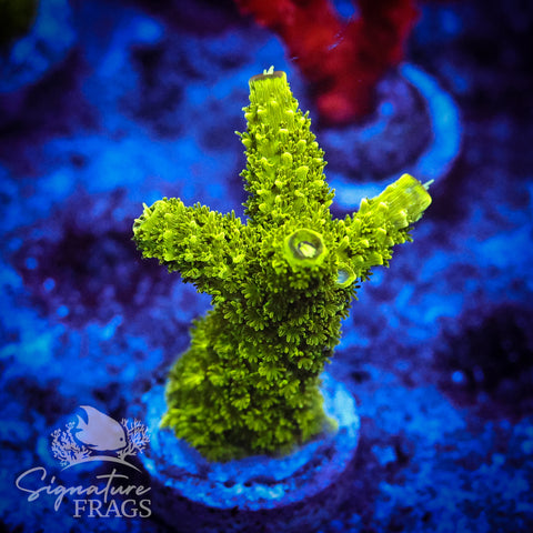 Bali Slimer