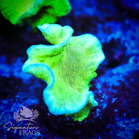 Green Pavona Cactus