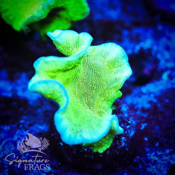 Green Pavona Cactus