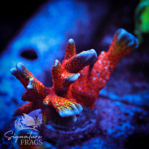 Bubble-Gum Digi