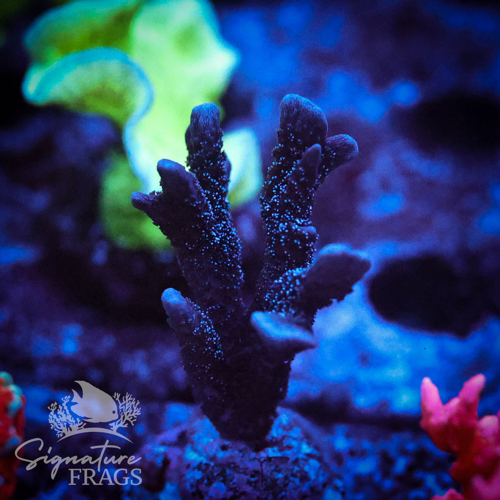 German Blue Polyp Digi