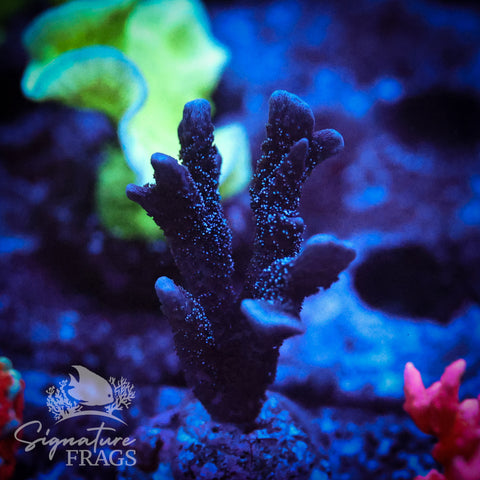German Blue Polyp Digi