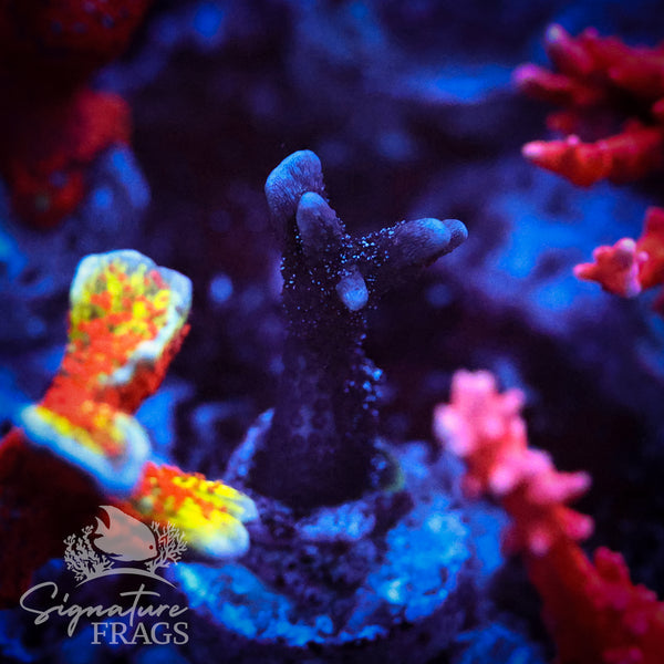 German Blue Polyp Digi