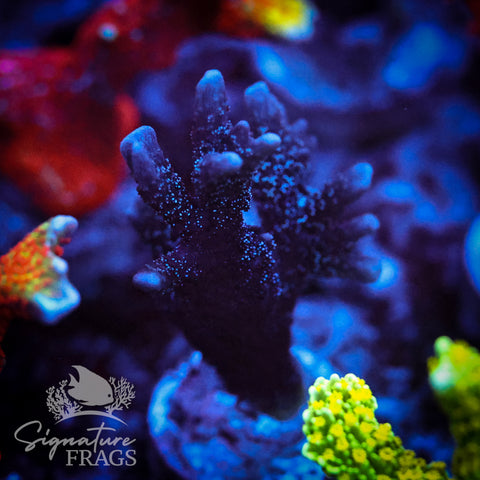 German Blue Polyp Digi