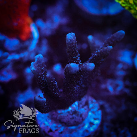 German Blue Polyp Digi