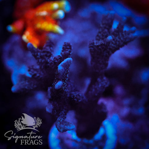 German Blue Polyp Digi