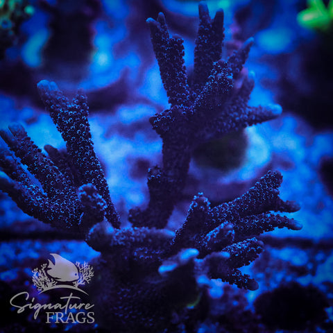 German Blue Polyp Digi