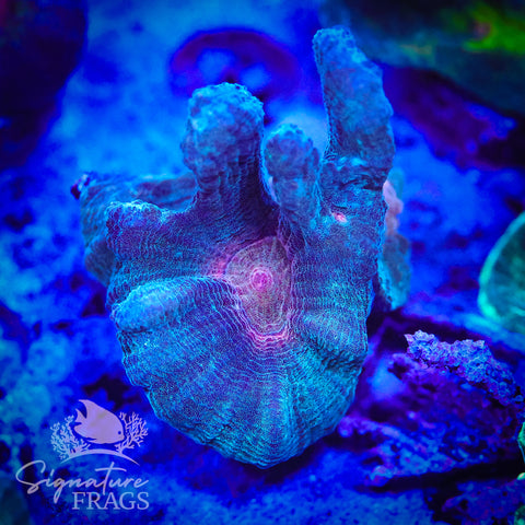 Exotic Rainbow Pectinia
