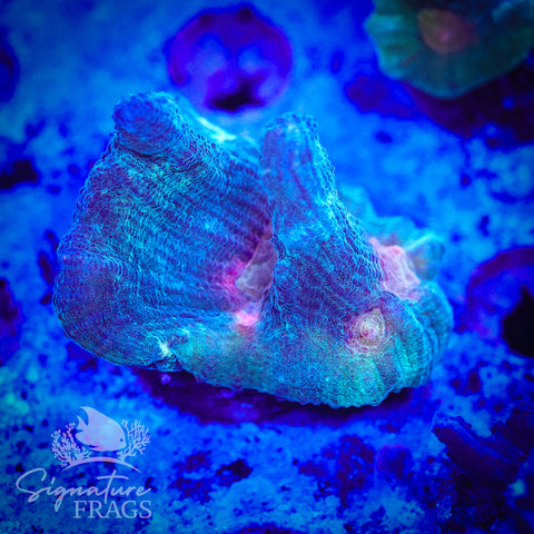 Exotic Rainbow Pectinia