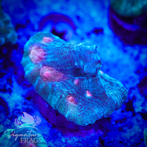 Exotic Rainbow Pectinia