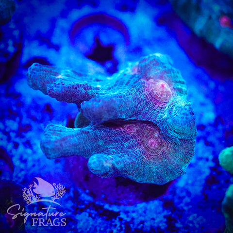 Exotic Rainbow Pectinia