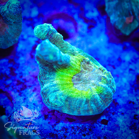 Teal Glitter Eye Pectinia
