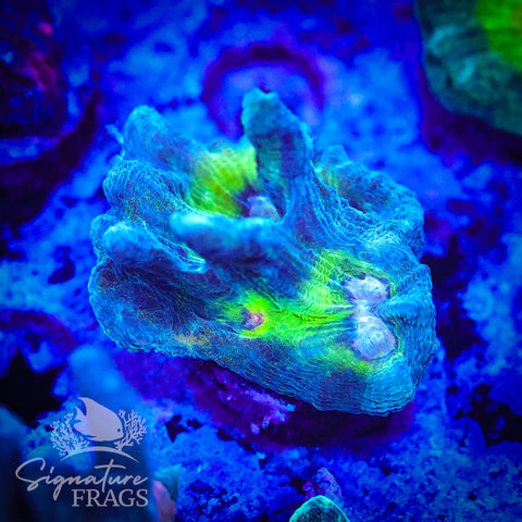 Teal Glitter Eye Pectinia