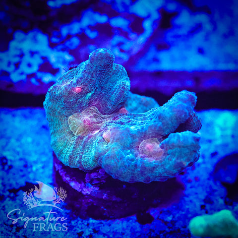 Exotic Rainbow Pectinia