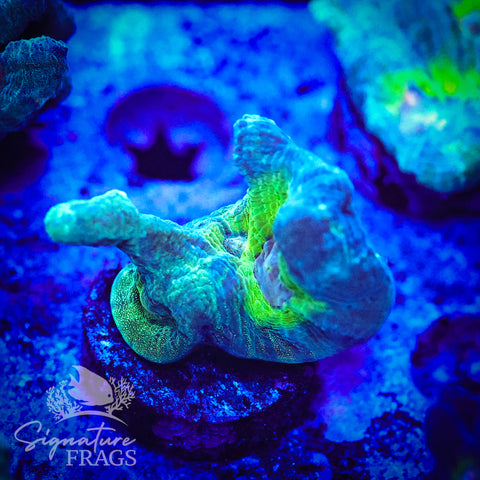 Teal Glitter Eye Pectinia