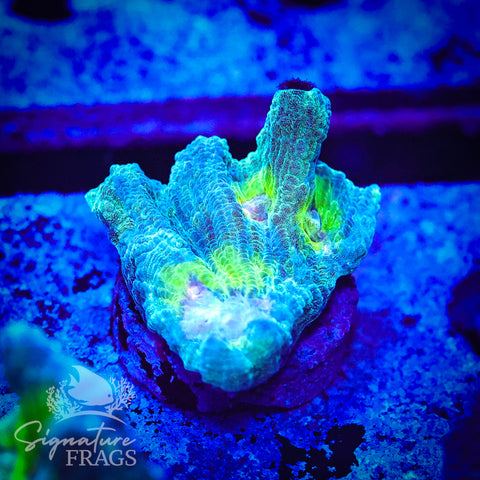 Teal Glitter Eye Pectinia