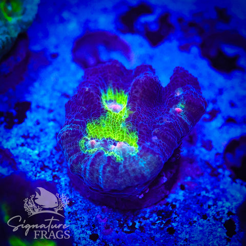 Purple Rainbow Pectinia