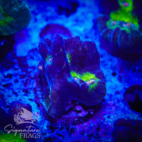 Purple Rainbow Pectinia