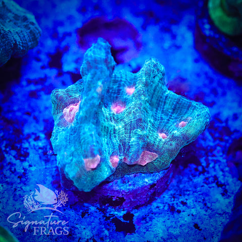 Exotic Rainbow Pectinia