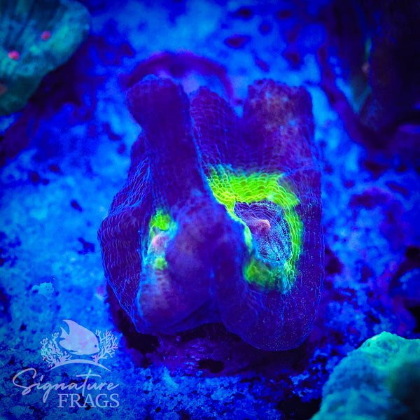 Purple Rainbow Pectinia
