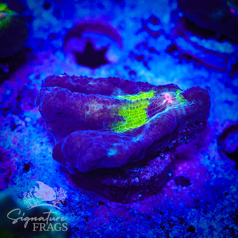 Purple Rainbow Pectinia