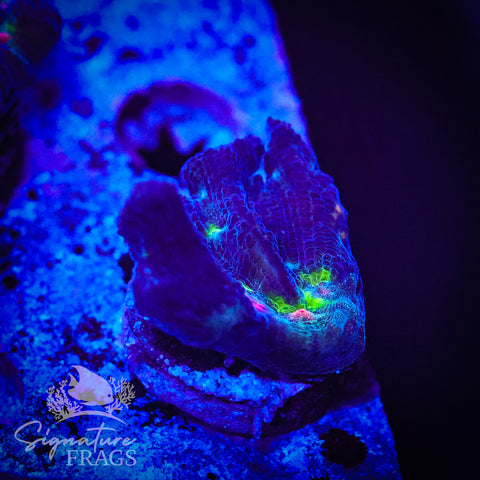 Purple Rainbow Pectinia