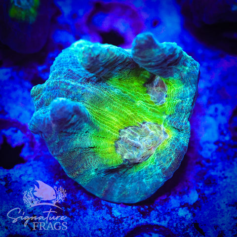 Teal Glitter Eye Pectinia