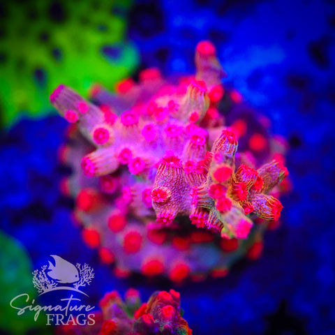 Cyphastrea Decadia