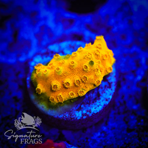 Banana Cyphastrea