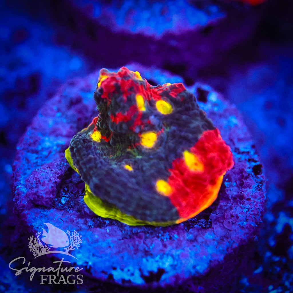 Fireworks Rainbow Chalice