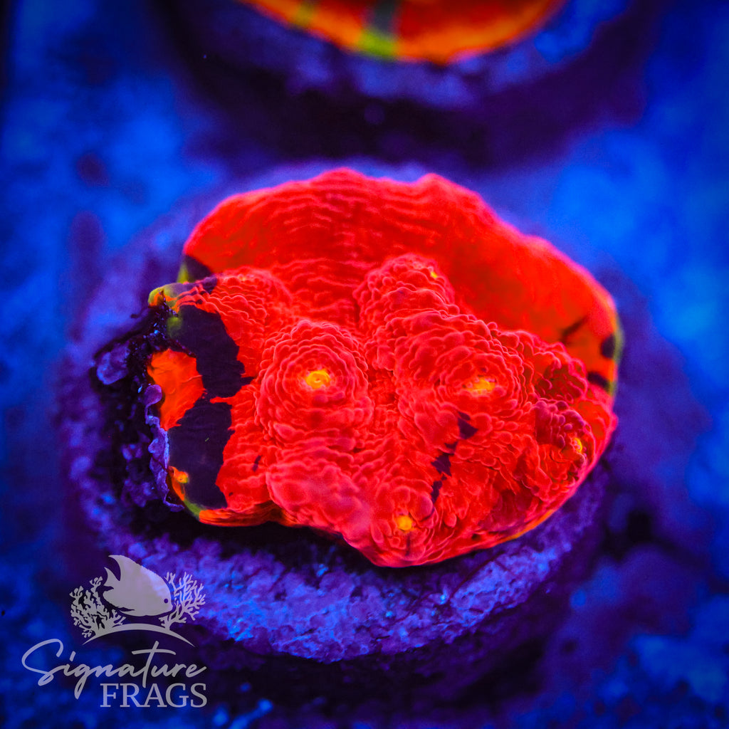Deep Rainbow Chalice