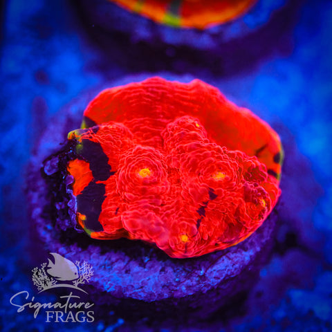 Deep Rainbow Chalice