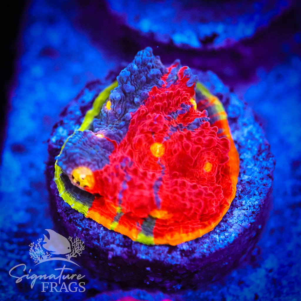 Rainbow Crush Chalice