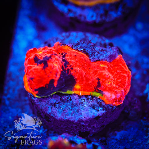 Deep Rainbow Chalice