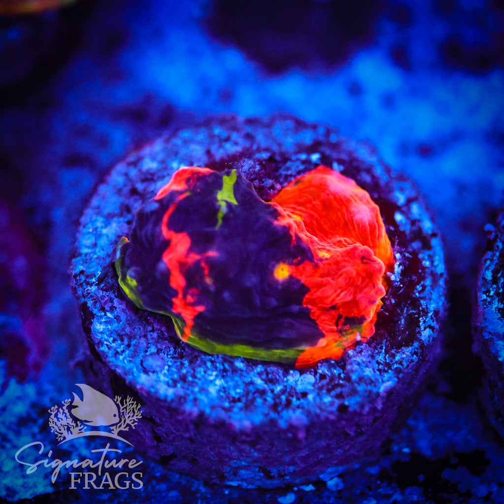 Deep Rainbow Chalice