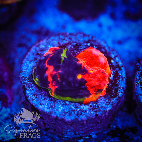 Deep Rainbow Chalice