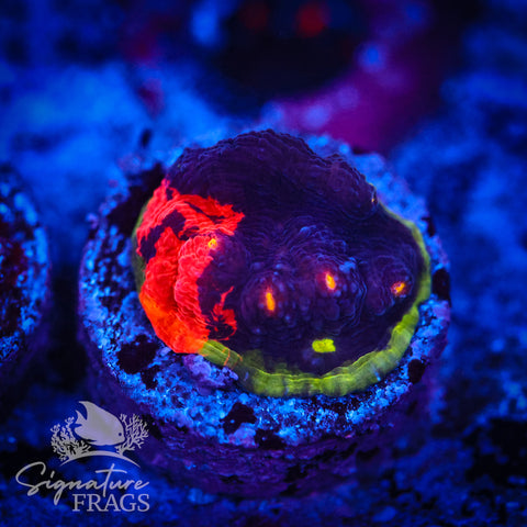 Deep Rainbow Chalice