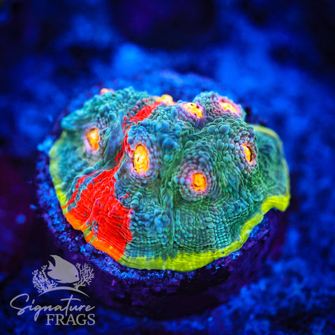 Dynamite Rainbow Chalice