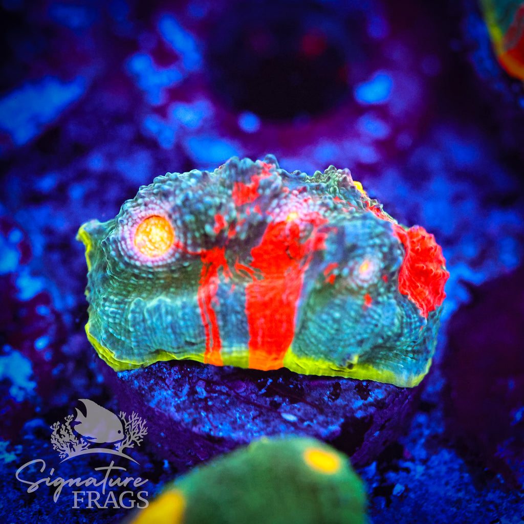 Dynamite Rainbow Chalice