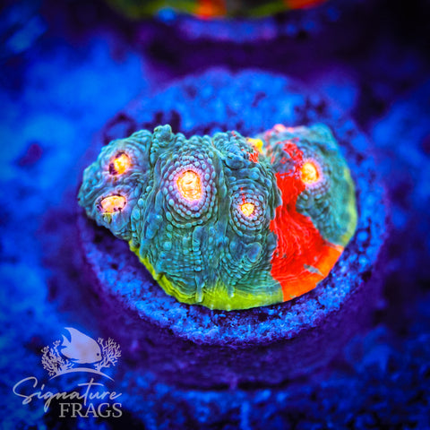 Dynamite Rainbow Chalice