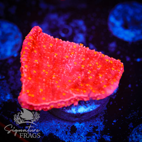 Starburst Plate