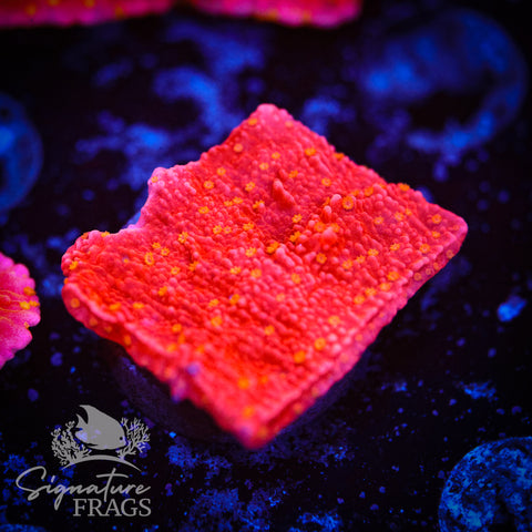 Starburst Plate