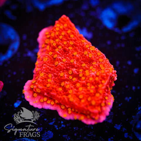 Starburst Plate