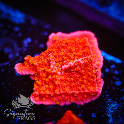 Starburst Plate