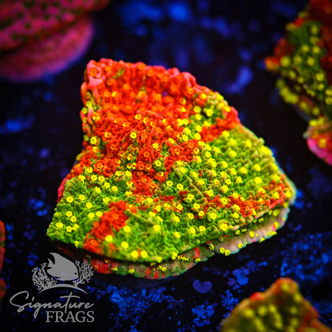 Grafted Sunfire Cap