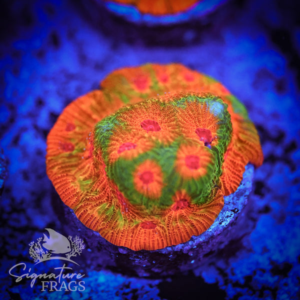 Fascination Favia